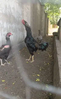 فروش فوری فقط یکجا تعدادی لاری