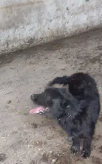 سگ پا کوتا