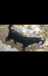 نری