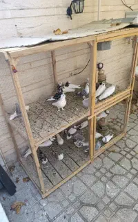 کفتر و قفس