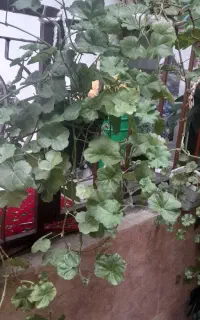 گلهای اپارتمانی