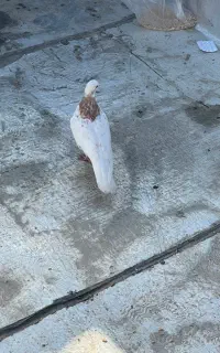 کبوتر ماده معاوضه اکم