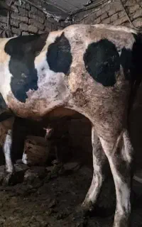 گوساله