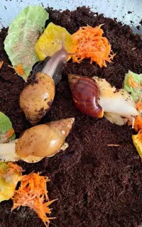 جوجه حلزون آچاتینا (جشنواره فروش فوق العاده)