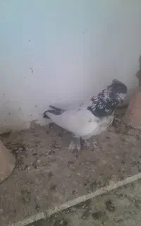 کبوتر کاشان