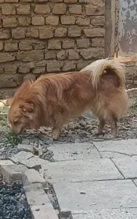 پامر