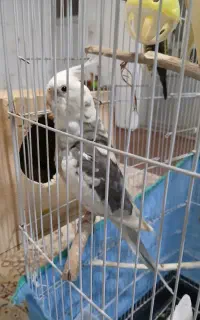 پرندگان