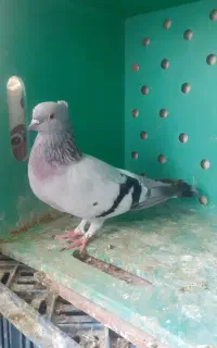 کفتر امپراتور گم شده