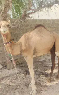 شتر ۱۴۰ کیلو تقریبا نر