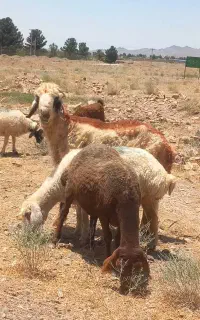 بره نر پارسال شیرازی