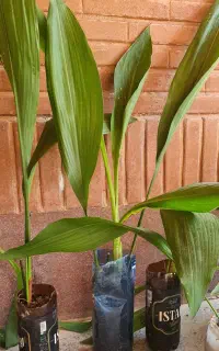 برگ عبایی ۱۵۰ ت یوکا ۴۰۰ ت