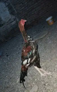 خروس س ن د
