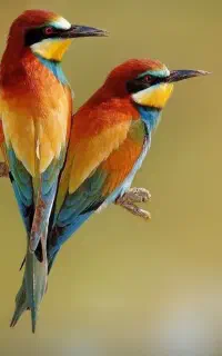 نیازمند به کار( در عرصه ی هنر)