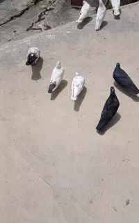 کبوتر