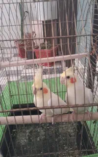 عروس هلندی