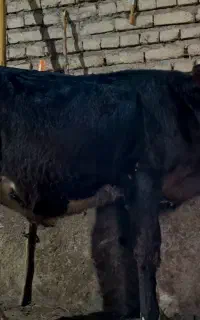گوساله نر