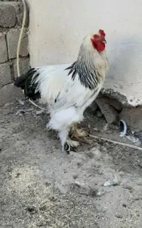 چهارعددبرهمالایت اصل