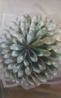 جشنواره شانس برتر
