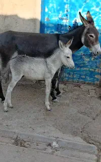 الاغ ماده بایک کره نر