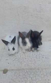 خرگوش لوپی