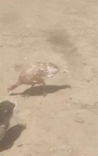 بوقلمون و غاز
