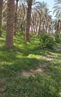 نگهبانی