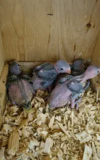 طوطی ملنگو و گرینچیک سرلاکی