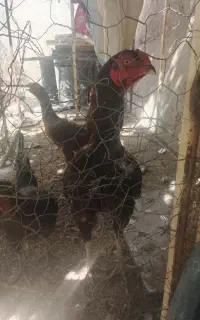 خروس لاری مرغ‌لاری