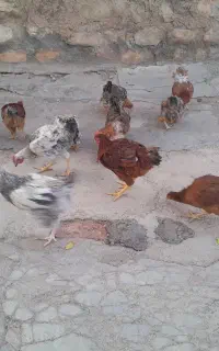 مرغ خانگی