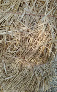 کاه گندم