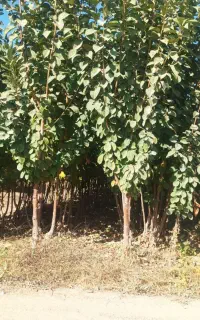 نهالستان رویال رونق