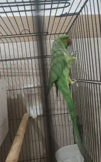 ملنگو نروماده مولد