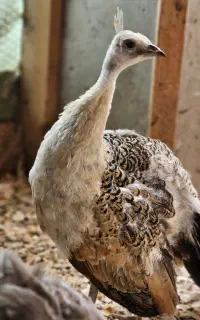 طاووس مصری و هندی و اوپال ابلغ