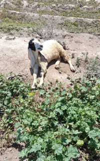 پاکستانی ماده