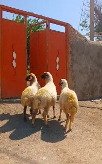 ۳ راس میش جوان داشتی