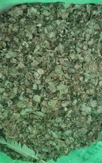 خاک  کفتر