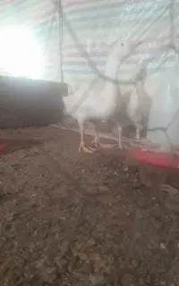 جوجه قو غاز خالماگور