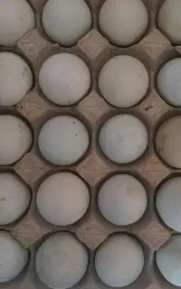 تخم نطفه دار ، آراکانا، لهستانی، یوسل بلژیکی