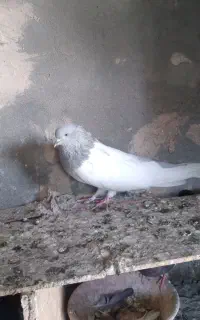کبوتر کله ای