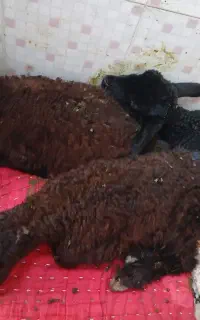 ۳بره