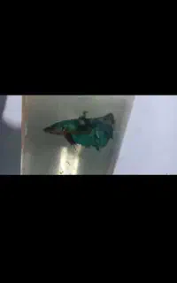 ماهی آکواریومی درجه ۱ گوپی و فایتر
