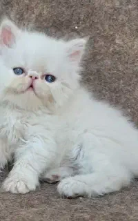 تعدادی گربه پرشین ماده نر و ماده