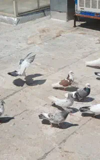 کفتر نروماده