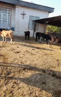 ۱۱راس گوساله گاو