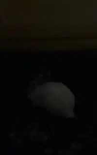 خرگوش مولد ماده ابستن ونر سفید