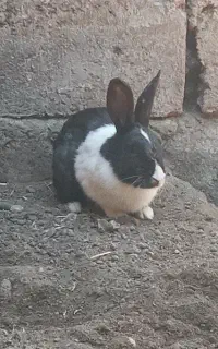 خرگوش سیاه هست