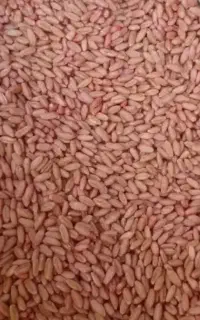 گندم بذر