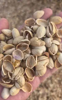 خریدار پوست پسته