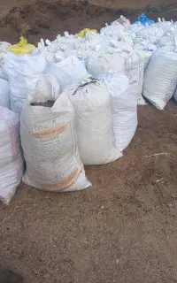 کودگوسفندی