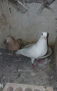 جفت کفتر